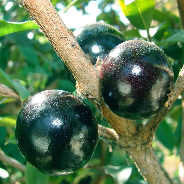 Oblongata_Jaboticaba_Fruit_Plant