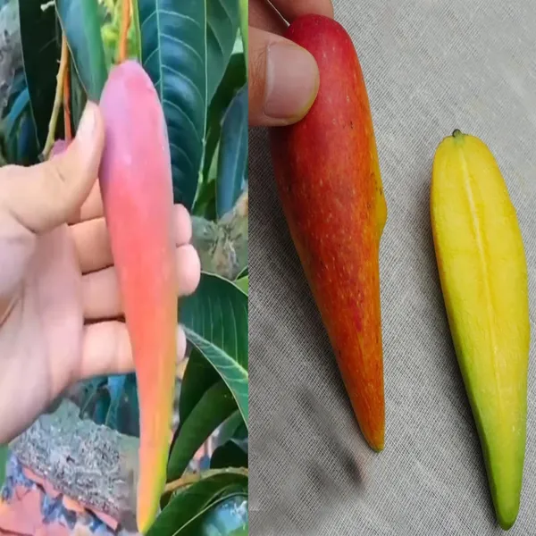 Chili_Lajiao_Mango_Aam_Grafted_Fruit_Plant