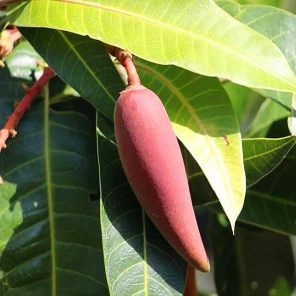 Chili_Lajiao_Mango_Aam_Grafted_Fruit_Plant