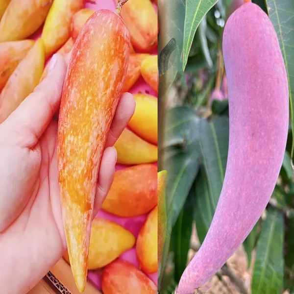 Chili_Lajiao_Mango_Aam_Grafted_Fruit_Plant