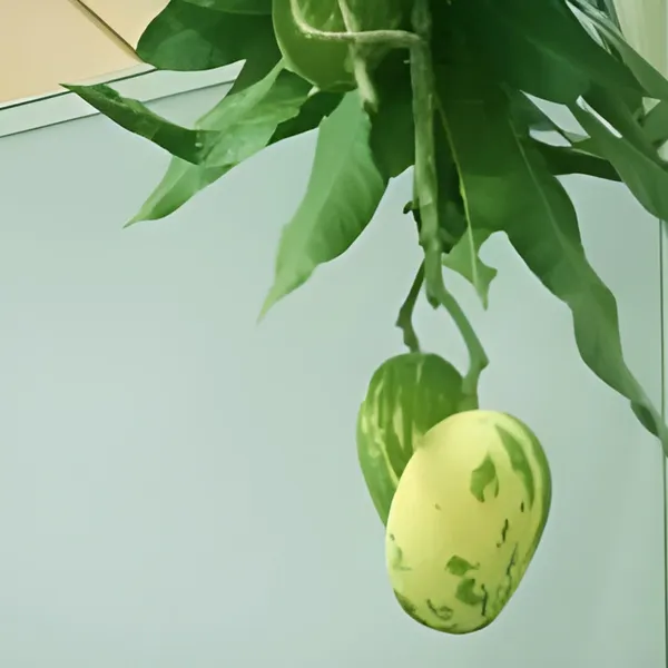Variegated_Mango_Aam_Grafted_Fruit_Plant