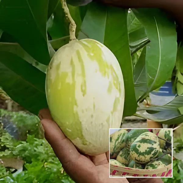 Variegated_Mango_Aam_Grafted_Fruit_Plant