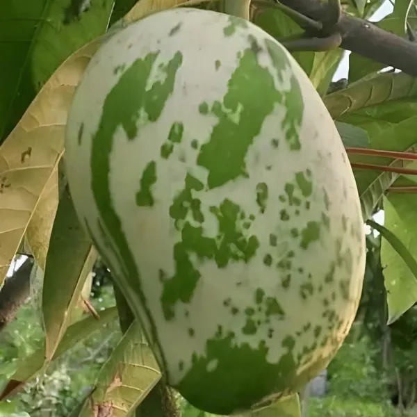 Variegated_Mango_Aam_Grafted_Fruit_Plant
