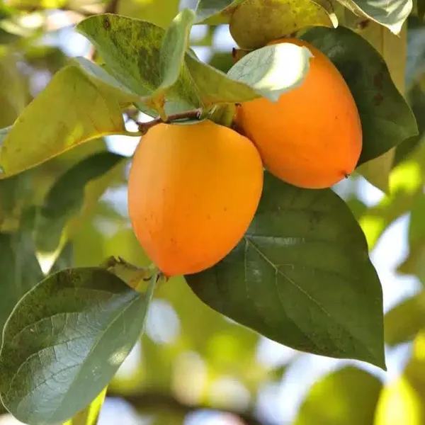 Hachiya_Persimmon_Grafted_Fruit_Plant