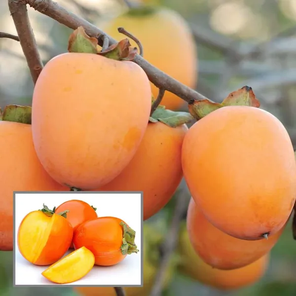 Hachiya_Persimmon_Grafted_Fruit_Plant