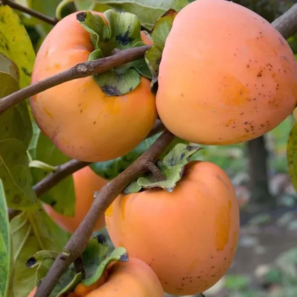Hachiya_Persimmon_Grafted_Fruit_Plant