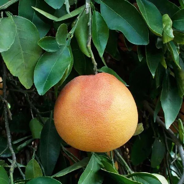 Star_Ruby_Grapefruit_Grafted_Fruit_Plant