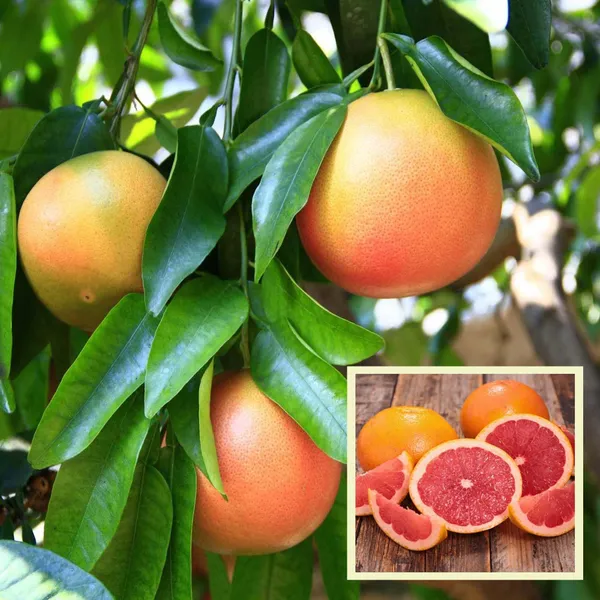 Star_Ruby_Grapefruit_Grafted_Fruit_Plant