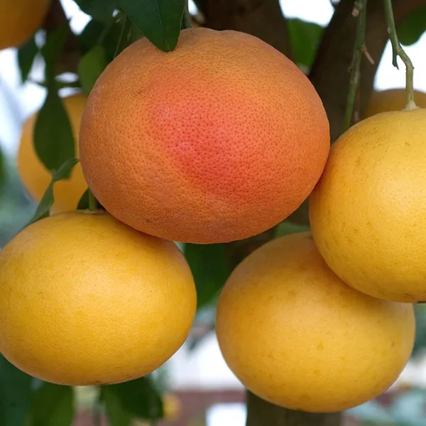 Star_Ruby_Grapefruit_Grafted_Fruit_Plant