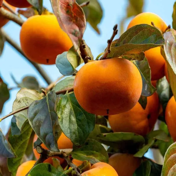 Fuyu_Persimmon_Grafted_Fruit_Plant