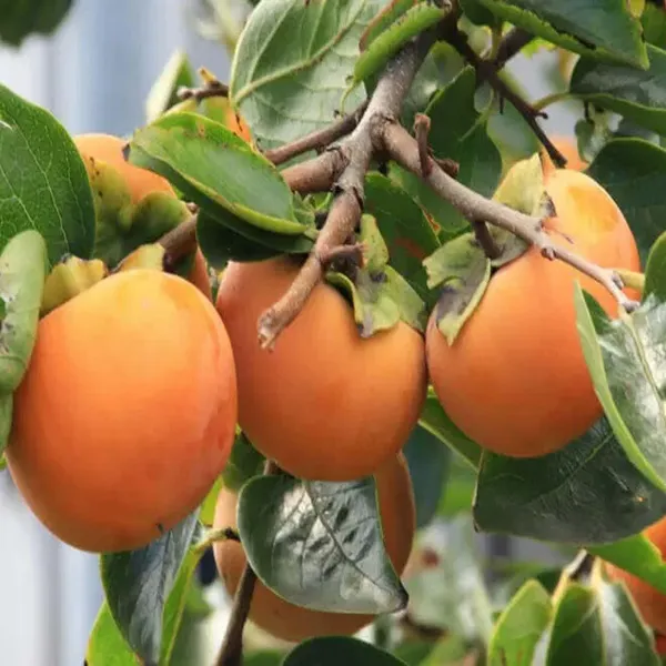 Fuyu_Persimmon_Grafted_Fruit_Plant