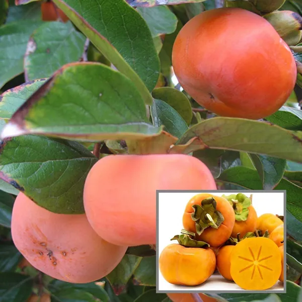 Fuyu_Persimmon_Grafted_Fruit_Plant