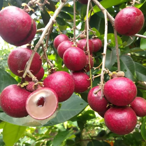 Ruby_Red_Plus_Dragon_Eye_Longan_Grafted_Fruit_Plant