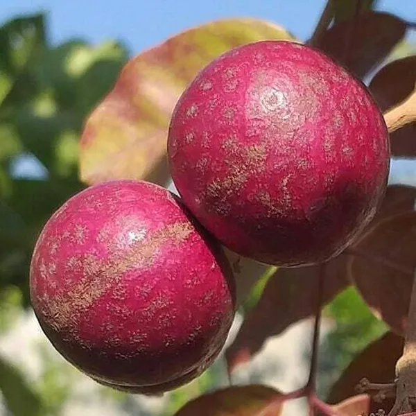 Ruby_Red_Plus_Dragon_Eye_Longan_Grafted_Fruit_Plant