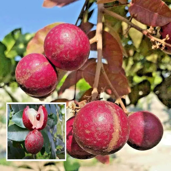 Ruby_Red_Plus_Dragon_Eye_Longan_Grafted_Fruit_Plant