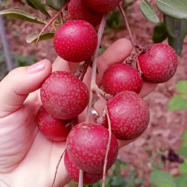 Ruby_Red_Plus_Dragon_Eye_Longan_Grafted_Fruit_Plant