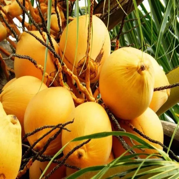 D_X_T_Orange_Coconut_Nariyal_Hybrid_Dwarf_Fruit_Plant_2_4