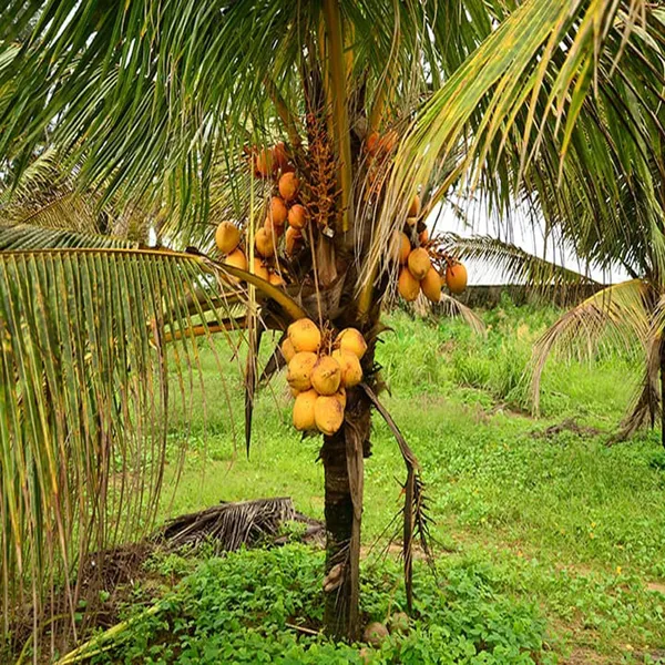 D_X_T_Orange_Coconut_Nariyal_Hybrid_Dwarf_Fruit_Plant_2_4