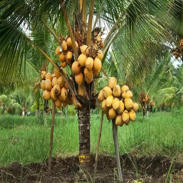 D_X_T_Orange_Coconut_Nariyal_Hybrid_Dwarf_Fruit_Plant_2_4