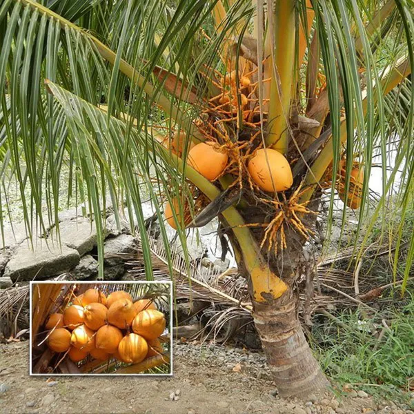 D_X_T_Orange_Coconut_Nariyal_Hybrid_Dwarf_Fruit_Plant_2_4
