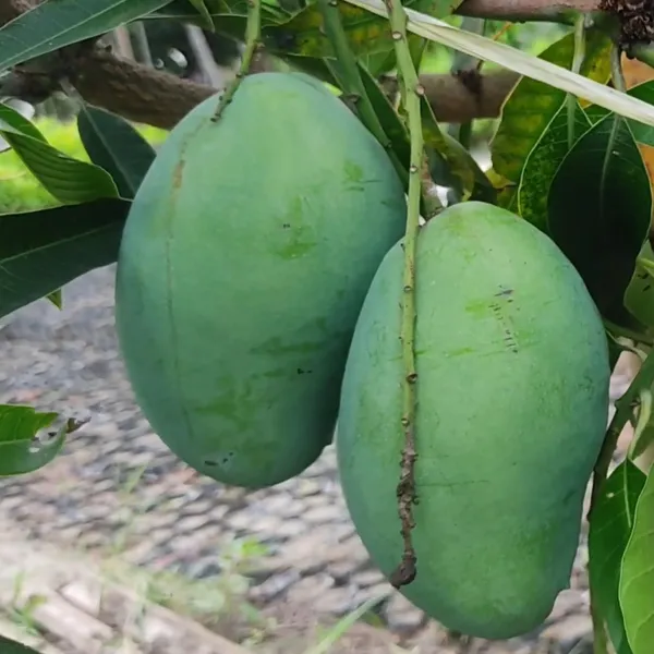 Bangladesh_Bari_11_All_Time_Mango_Aam_Grafted_Fruit_Plant