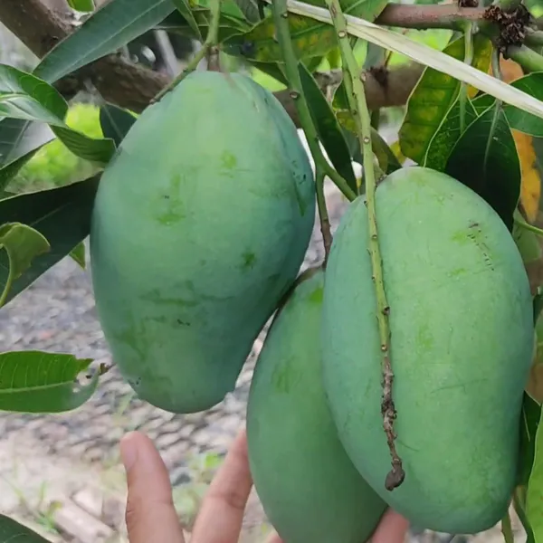 Bangladesh_Bari_11_All_Time_Mango_Aam_Grafted_Fruit_Plant