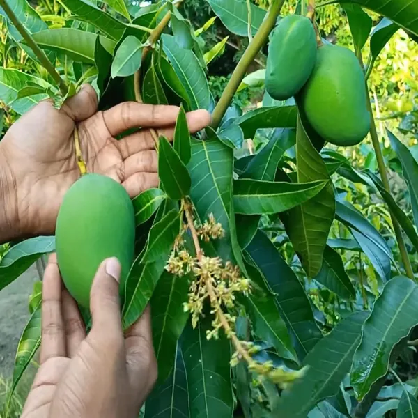 Bangladesh_Bari_11_All_Time_Mango_Aam_Grafted_Fruit_Plant