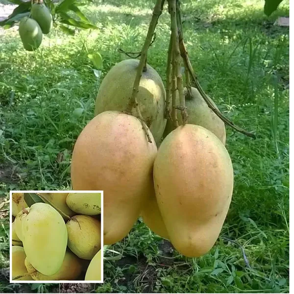 Bangladesh_Bari_11_All_Time_Mango_Aam_Grafted_Fruit_Plant
