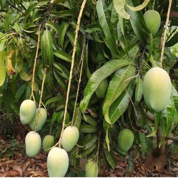 Jardalu_Mango_Aam_Grafted_Fruit_Plant