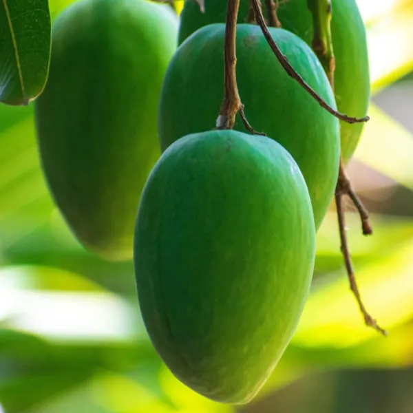 Jardalu_Mango_Aam_Grafted_Fruit_Plant