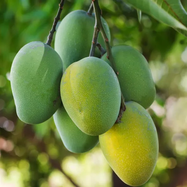 Jardalu_Mango_Aam_Grafted_Fruit_Plant