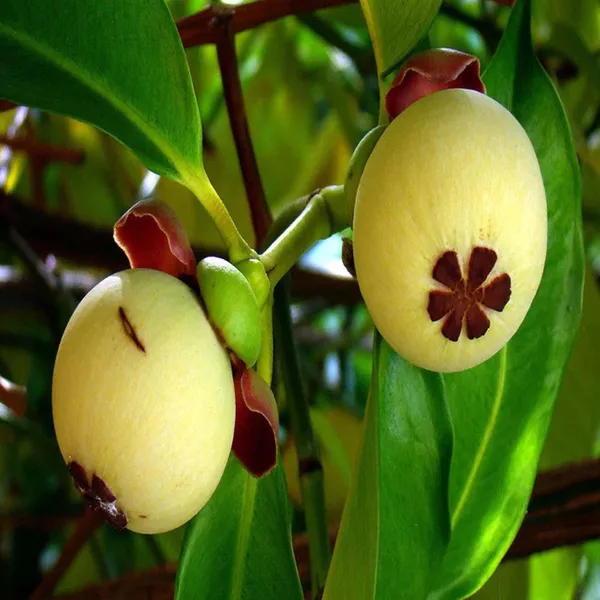 Mangosteen_Fruit_Plant