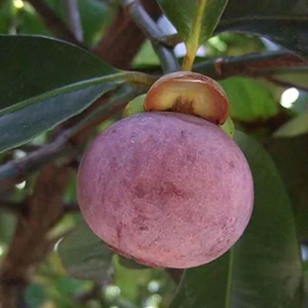 Mangosteen_Fruit_Plant