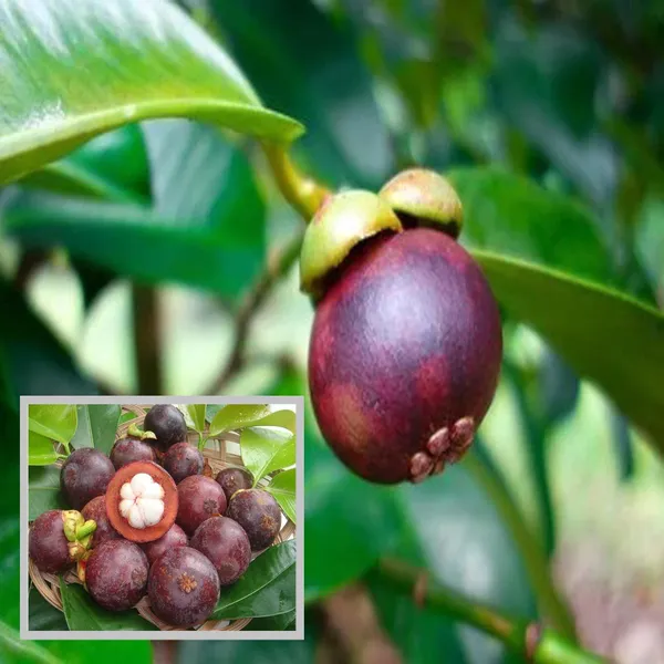 Mangosteen_Fruit_Plant