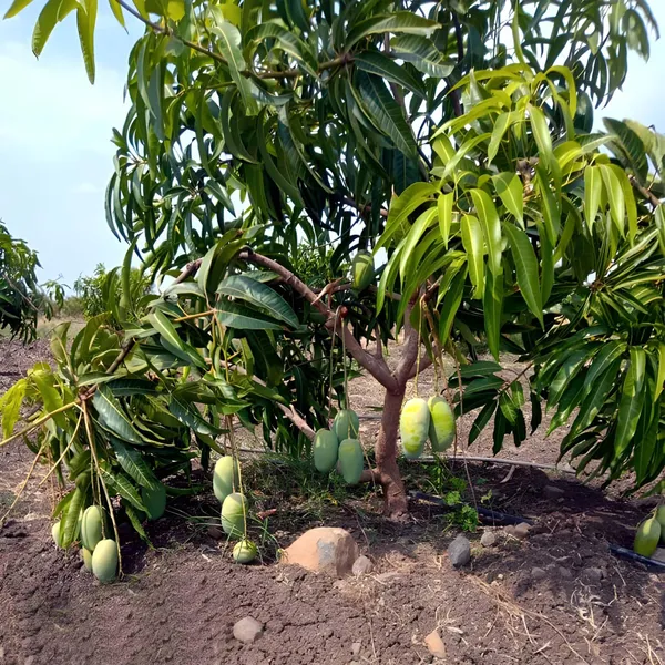 Dasheri_Mango_Aam_Grafted_Fruit_Plant