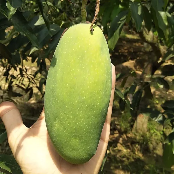 Dasheri_Mango_Aam_Grafted_Fruit_Plant