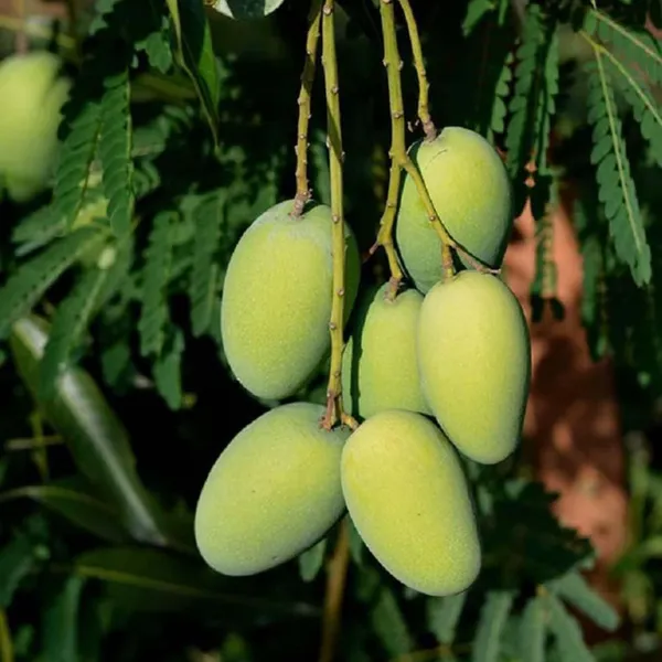 Dasheri_Mango_Aam_Grafted_Fruit_Plant