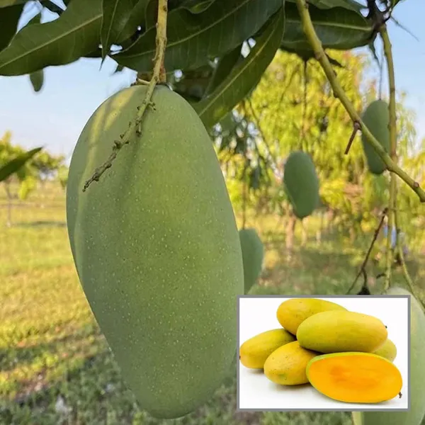 Dasheri_Mango_Aam_Grafted_Fruit_Plant