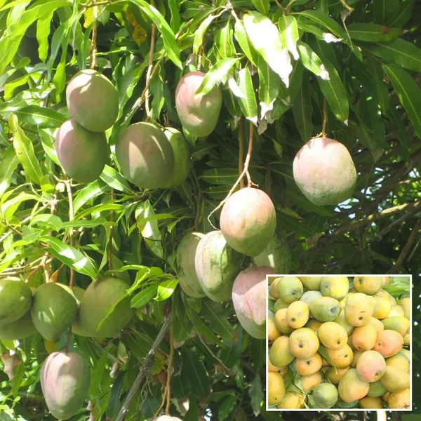 Kothapalli_Kobbari_Mango_Aam_Grafted_Fruit_Plant
