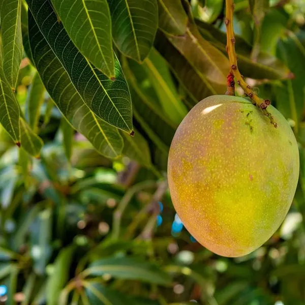 Kothapalli_Kobbari_Mango_Aam_Grafted_Fruit_Plant