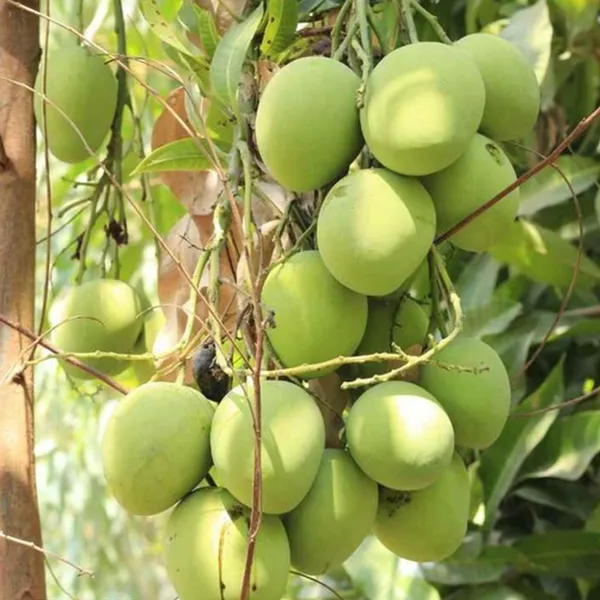Kothapalli_Kobbari_Mango_Aam_Grafted_Fruit_Plant
