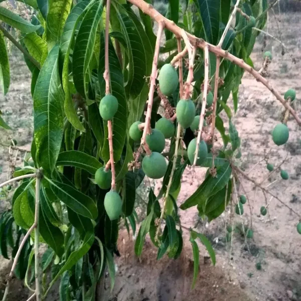 Kothapalli_Kobbari_Mango_Aam_Grafted_Fruit_Plant