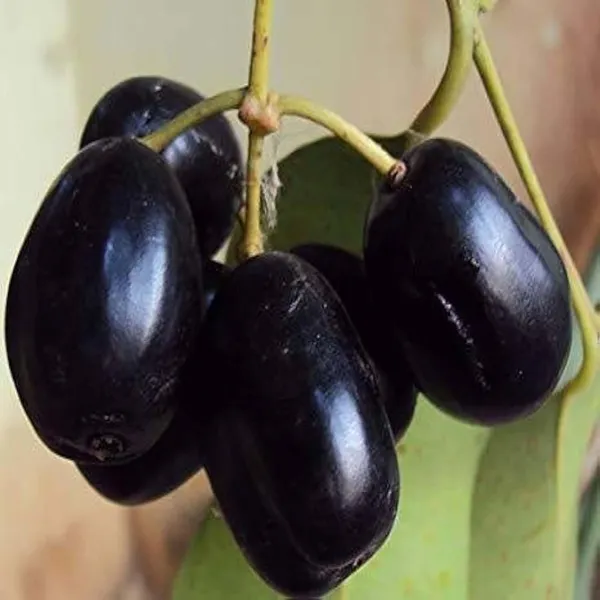 Seedless_Black_Jamun_Jambolan_Jam_Grafted_Fruit_Plant