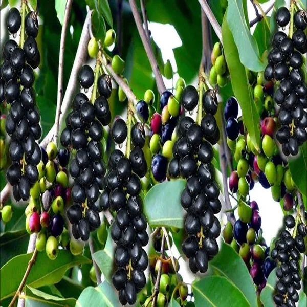Seedless_Black_Jamun_Jambolan_Jam_Grafted_Fruit_Plant