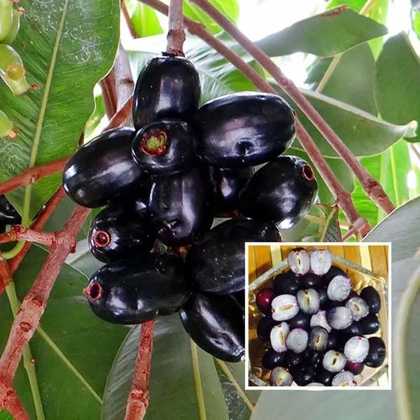 Seedless_Black_Jamun_Jambolan_Jam_Grafted_Fruit_Plant