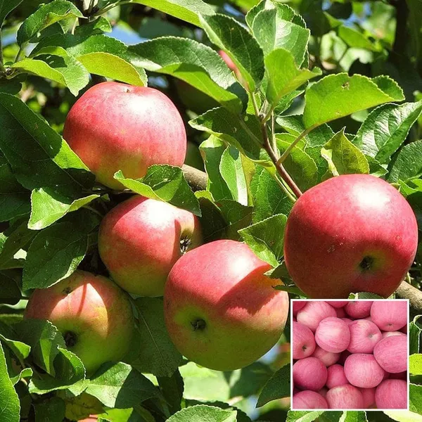 Early_Fuji_Low_Chill_Tropical_Apple_Seb_Grafted_Fruit_Plant