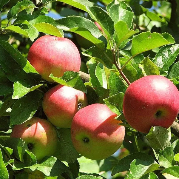 Early_Fuji_Low_Chill_Tropical_Apple_Seb_Grafted_Fruit_Plant