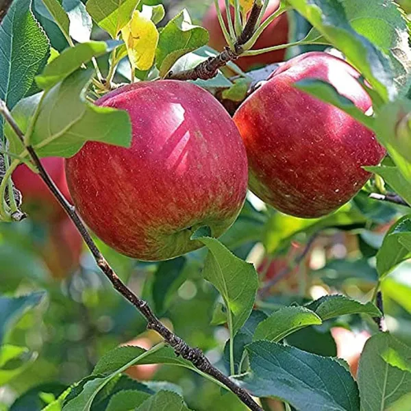 Early_Fuji_Low_Chill_Tropical_Apple_Seb_Grafted_Fruit_Plant