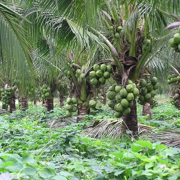 Kerala_Kalpasree_Coconut_Nariyal_Hybrid_Dwarf_Fruit_Plant_2_4