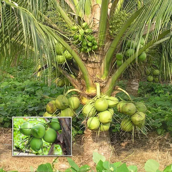 Kerala_Kalpasree_Coconut_Nariyal_Hybrid_Dwarf_Fruit_Plant_2_4
